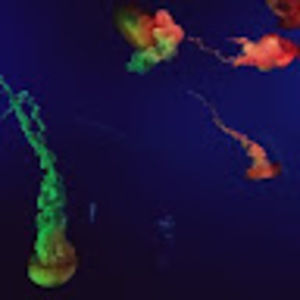 Meet your Posher, Casey